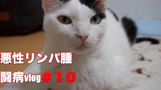 【悪性リンパ腫闘病vlog＃１０】抗がん剤後の食欲不振