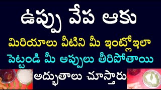 ఉప్పు వేప ఆకు మిరియాలు వీటిని మీ ఇంట్లోఇలా పెట్టండి మీ అప్పులు తీరిపోతాయి అద్భుతాలు చూస్తారు