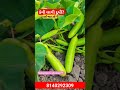 વાહ શુ દૂધી છે દૂધી ની વાળી bottle gourd farming 8140292309 દૂધી ખેતી ની માહિતી ખેતીવાળી