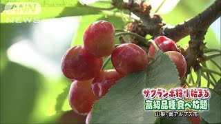 初夏の味・さくらんぼ狩り　高級品種を食べ放題(16/05/29)