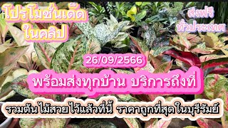 @bualuang65  ☎️0932429636 มัดรวมต้นไม้สวยขายดีประจำสวนโปรโมชั่นเด็ดๆ รีบโทรมาก่อนหมดน๊า