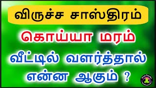 கொய்யா மரம் வீட்டில் வளர்த்தால் என்ன ஆகும் | koiya maram