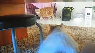 A cat's big battle