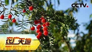 《农广天地》 20180424 红豆杉驯化记 | CCTV农业