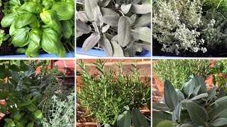 8 OF THE BEST HERBS TO GROW IN WINTER | ANN WHYTE’S WINTER HERB GARDEN #winterherbsgarden