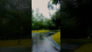 Try This You will Sleep Comfortably with Relaxing Afternoon Rain Sounds for Sleeping | ASMR Sleep