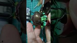 いきもの大図鑑アドバンスニジイロクワガタピカール塗装修復BANDAI Gashapon Rainbow Beetle #shorts   #クワガタ #stagbeetle #insects