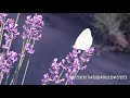 보라빛 향기 라벤더 사진 명소 라벤더 포토존 정읍시 허브원 라벤더 농장 lavender flower korean trip