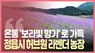 '보라빛 향기' - 라벤더 사진 명소! 라벤더 포토존! 정읍시 허브원 라벤더 농장 Lavender/Flower/Korean Trip