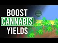 Boost Cannabis Yields with Lolli-Popping!