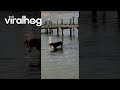 Helicopter Tail Wagging Dog || ViralHog