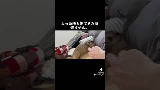 完全に家ミーアキャットよ。미어캣(meerkat)#shorts