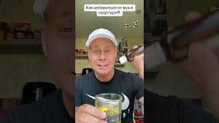 Как избавиться от мух в квартире?!￼ #лайфхаки #советы #обучение #рецепты #рек #мухи #bobbygrant690