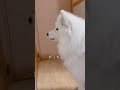 大好きなパパがあと1分で帰宅すると知ったサモエドの反応が可愛い サモエド samoyed 癒し動画