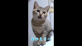 飼い主が帰宅すると「おかえり」って言う子猫 #shorts