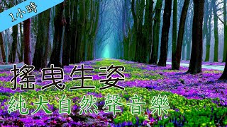 純大自然聲音樂 搖曳生姿 Nature Music