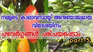 വിവിധയിനം വിദേശ ഫലവർഗങ്ങൾ പരിചയപ്പെടാം / #growing #malasyan #fruits in #kerala(part-5)