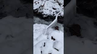 諏訪大社上社前宮へと流れる水眼💧豊かな水の流れ