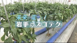 温泉熱で育てる冬春ピーマン〜未来を変える！岩手のスゴテク！〜｜COOL CHOICE：岩手県