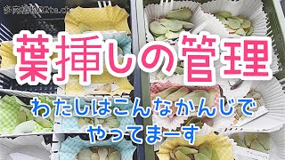 【多肉植物#60】わたしの葉挿し管理方法です🌱今のところはこんな感じで育ててます。