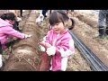 初めての芋掘り！2歳4ヶ月