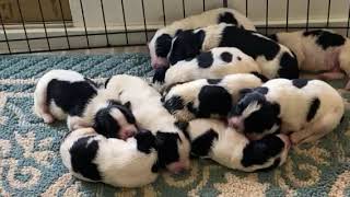 Newfoundland Landseer puppies