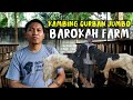 The Biggest Qurbani Goat in Barokah Farm