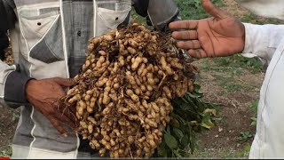 நிலக்கடலை சாகுபடி / டிரம் கொண்டு உருட்டுவதால் அதிக மகசூல் Ground nut cultivation in Tamil peanut