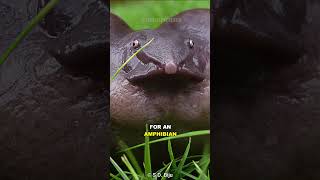 Indian Purple Frog | The Pig-nosed Frog