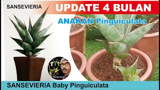 CARA MEMPERBANYAK PINGUICULA SANSEVIERIA || PART 2