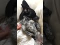 dog that sleeps like a human