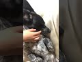 dog that sleeps like a human