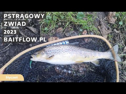 Pstrągowy Zwiad. Pierwsze Ryby Już Są. BaitFlow.pl - YouTube