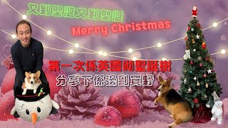 Merry Christmas🧑‍🎄第一次係英國🇬🇧砌聖誕樹🎄分享下係邊到買嘢