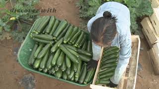 Astounding Agriculture Technology - Pumpkin, Squash, Sunflower Harvesting Machine - Modern Process