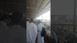 2k24 hajj live #2k24 #hajj2024 #madina #madinah #makkah #pakistan #saudiarabia #shortvideo #shorts