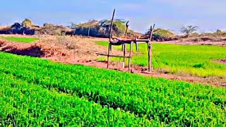 આપણી વાડી જોવો..🙏#trending #vlog#villagevlog #farmer#virl  #minivlog#minivlogger#minishorts #gujarat