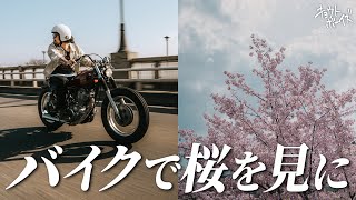 Leicaをぶら下げてバイクで京都、淀の河津桜を撮りに行こう！【YAMAHA SR400】