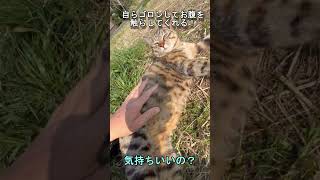 【サクラとトラ日記】お腹を撫でても爪を立てなくなった野良猫との信頼関係の変化に驚きと感動！#shorts#cat#野良猫