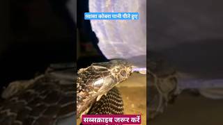 प्यासा कोबरा पानी पीते हुए😱🐍#cobra #snake #shorts #youtubeshorts