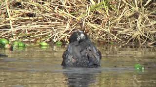 オオタカ（水浴び）(Northern Goshawk)