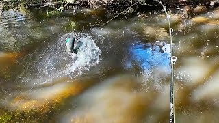 As Good As It Gets, The Ultimate In Small Water Murray Cod Fishing