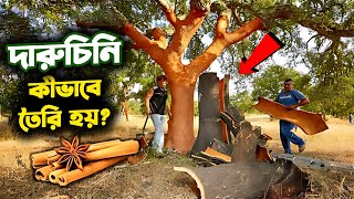 কেন দারুচিনি, লবঙ্গ এবং এলাচ কেন এত দামী ? এটাই আসল রহস্য !