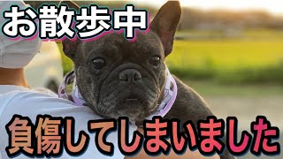 【元保護犬フレブル】ぴえん！！…お散歩中に、負傷してしまいました…サンセットと虹を背に…寂しく帰宅