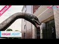 Spesial (Rising Boas in a Girl's School) Seekor ular raksasa menyerang sebuah sekolah!
