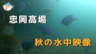 【232】大阪 忠岡高場の秋の水中映像《釣り》