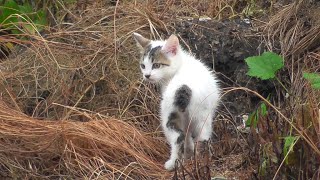 A kitten that can be spoiled by he mother in the rain