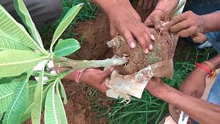 Tree plantation