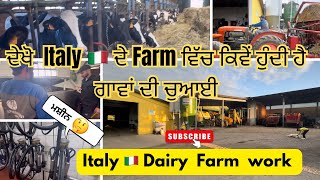 ਦੇਖੋ  Italy 🇮🇹 ਦੇ Farm ਵਿੱਚ ਕਿਵੇਂ ਹੁੰਦੀ ਹੈ ਗਾਵਾਂ ਦੀ ਚੁਆਈ ।Working in Italy 🇮🇹 cow 🐮 Farms #italy