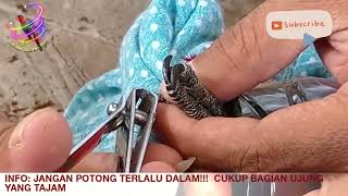 Tutorial cara potong kuku burung nuri yang aman dan mudah